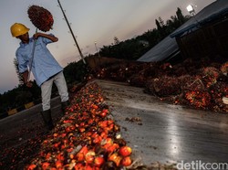 Mau Gugat Uni Eropa soal Sawit, RI Butuh Waktu 1,5 Tahun
