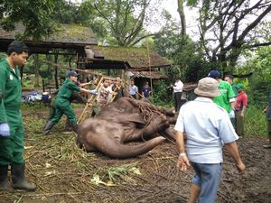Ada Sanksi Cabut Izin, Ini Aturan Soal Perawatan Hewan di Kebun Binatang