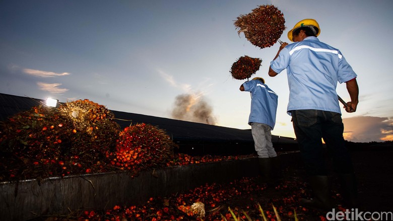 Kantongi Standarisasi Produksi, Sawit RI Masih Ditolak Eropa