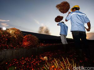 Pabrik Masih Beli Murah TBS Petani, Apkasindo Segera Bentuk Tim Pengawas Pabrik Masih Beli Murah TBS Petani, Apkasindo Segera Bentuk Tim Pengawas