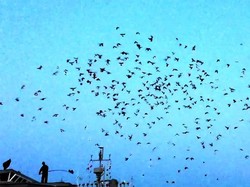 Unik! Ribuan Merpati Dilepas ke Udara Sebagai Performing Arts