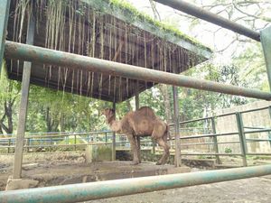 Hasil Pemeriksaan Dokter di Bonbin Bandung: Banyak Hewan Kurang Nutrisi