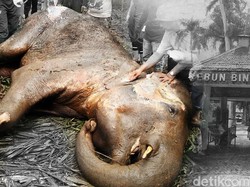 Autopsi Selesai, Ini Kemungkinan Penyebab Kematian Gajah Yani