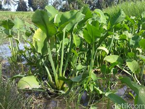 Genjer-genjer yang Populer dan Disukai Berubah karena Dicap PKI