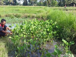 Melihat Genjer di Banyuwangi, Tanaman Inspirasi Lagu yang Dipuji dan Dibenci