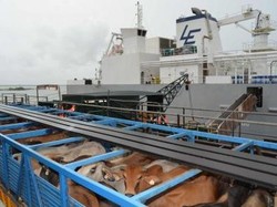 Indonesia Izinkan Impor 250 Ribu Ekor Sapi Australia di Cawu Kedua 2016