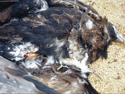 Kabel Listrik Sebabkan Banyak Burung Elang Langka Mati di Tasmania