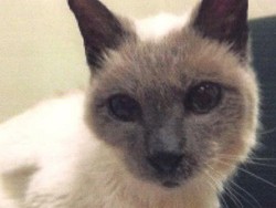 Temui Scooter, Kucing Tertua di Dunia Berusia 30 Tahun