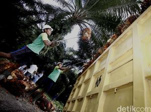 Eropa Terbitkan Resolusi Sawit, Mendag: Bisa Ganggu Perjanjian Dagang