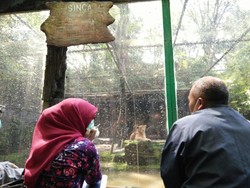 Bisik-bisik Miring soal Kebun Binatang Bandung