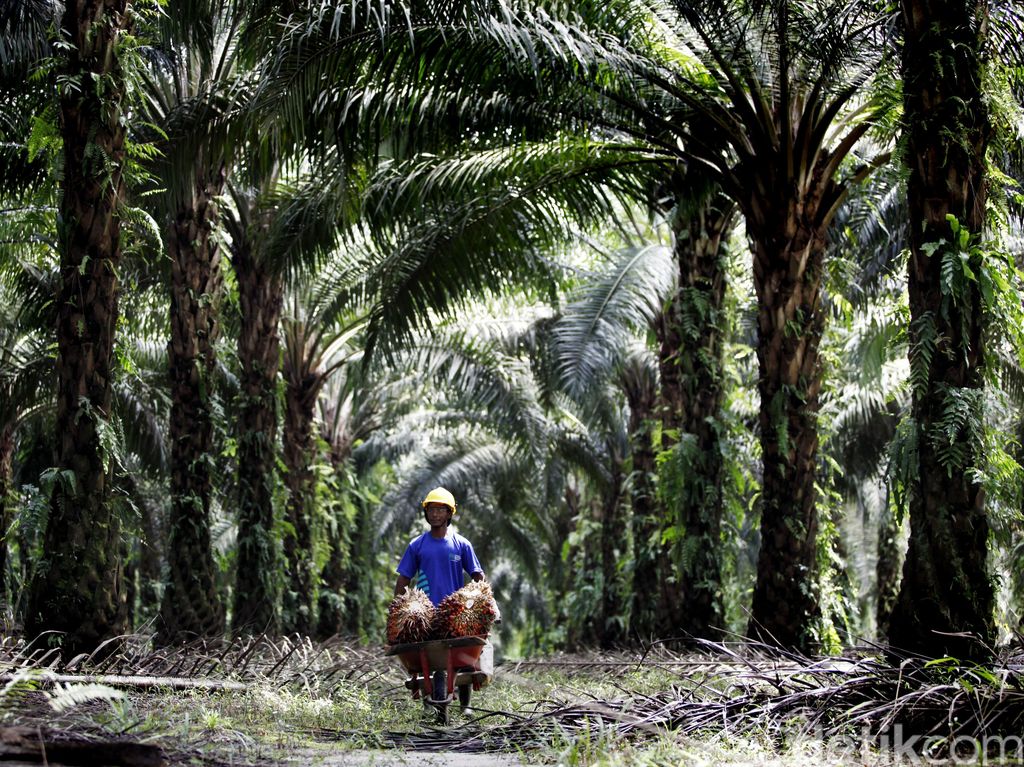 Semangat Baru Legalitas Lahan Sawit Semangat Baru Legalitas Lahan Sawit