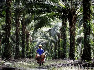 Semangat Baru Legalitas Lahan Sawit Semangat Baru Legalitas Lahan Sawit