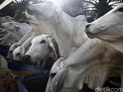 Panen Pedet di Kabupaten Bone, Mentan: 3 Juta Ternak 2017 Bisa Tercapai