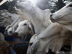 Panen Pedet di Kabupaten Bone, Mentan: 3 Juta Ternak 2017 Bisa Tercapai Panen Pedet di Kabupaten Bone, Mentan: 3 Juta Ternak 2017 Bisa Tercapai
