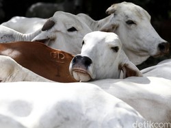 Anak Usaha Toyota Bikin Peternakan Sapi di Sukabumi