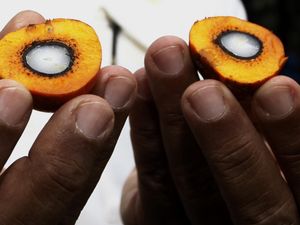 Standar Kualitas Sawit RI Tak Diakui Dunia, Ini Kata Kementan Standar Kualitas Sawit RI Tak Diakui Dunia, Ini Kata Kementan