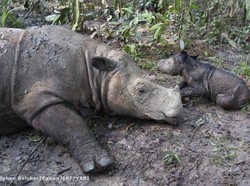 Badak Sumatera Ratu Lahirkan Bayi Betina di TN Way Kambas Lampung