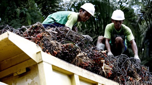 Mengunjungi Kebun Sawit Milik PT SSMS