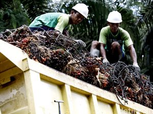 Sawit Sumbermas Bagi Dividen Rp 168 M Sawit Sumbermas Bagi Dividen Rp 168 M