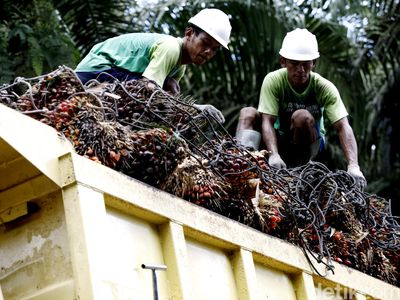 Mengunjungi Kebun Sawit Milik PT SSMS