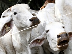 Siap-siap! 30 Ribu Ekor Sapi Meksiko Masuk RI