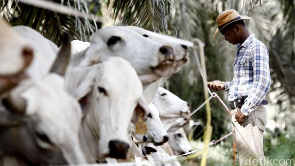 SSMS Ternakkan Sapi di Kebun Sawit