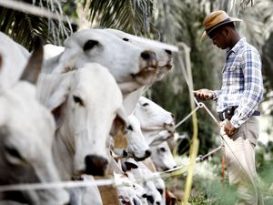 SSMS Ternakkan Sapi di Kebun Sawit SSMS Ternakkan Sapi di Kebun Sawit