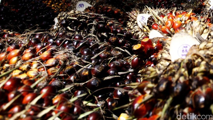 Buah Sawit, biji Sawit, Ilustrasi Sawit, Kebun Sawit. Reno/detikcom.