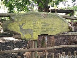 Rusa di Kebun Binatang Bandung Disebut Berpenyakit Kulit, Begini Kondisinya