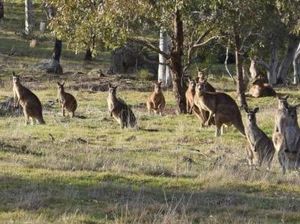Saat Kota Kecil di Australia Dikuasai Gerombolan Kanguru Saat Kota Kecil di Australia Dikuasai Gerombolan Kanguru