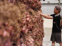Keluhan Petani: Bibit Bawang Merah Mahal, Harusnya Itu Yang Diimpor
