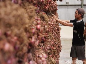 Lahan Bawang di Brebes Kebanjiran, Kementan: Pasokan Tak Pengaruh Lahan Bawang di Brebes Kebanjiran, Kementan: Pasokan Tak Pengaruh