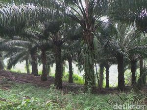 Palu Arit di Kebun Sawit