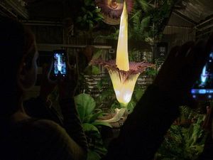 Bunga Bangkai Langka Indonesia Mekar dengan Indahnya di Amerika