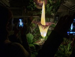 Bunga Bangkai Langka Indonesia Mekar dengan Indahnya di Amerika