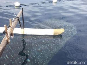 Ahli Imbau Wisatawan Tak Sentuh dan Beri Makan Hiu Paus di Gorontalo