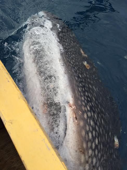 4300 Koleksi Gambar Ikan Hiu Di Perahu Gratis Terbaik
