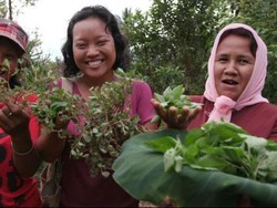 Ibu-ibu Dusun di Jombang Jatim ini Olah Tanaman Liar Jadi Pangan Bergizi