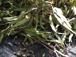 Koleksi Benih untuk Reforestasi Lahan Pertambangan Bisnis Baru di Australia