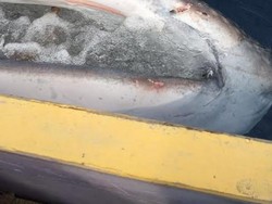 Ada Luka di Tubuh Hiu Paus di Gorontalo, Benarkah karena Terbentur Perahu Wisatawan?