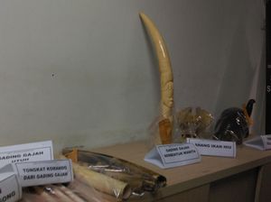 Mabes Polri Ungkap Perdagangan Gading Ilegal di Pasar Rawa Bening Jatinegara