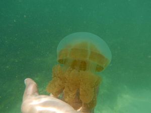 Ubur-ubur Tak Menyengat di Indonesia, Ada di 3 Tempat Ini