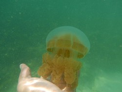 Ubur-ubur Tak Menyengat di Indonesia, Ada di 3 Tempat Ini