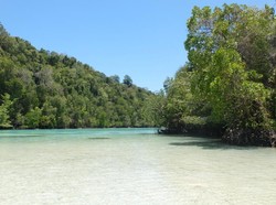 Danau Purba Kalimantan dan Ubur-ubur Langka Dunia