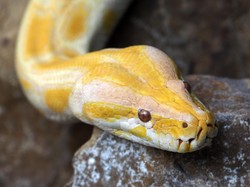 Asyik Main Kayak di Inggris, Traveler Kaget Lihat Ular Piton