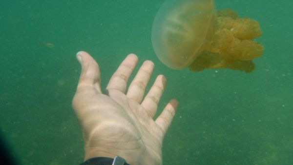 Laguna Perawan & Ubur-ubur Tak Menyengat di Kakaban
