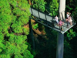 Menikmati Hijaunya Alam Queensland di Mount Tamborine