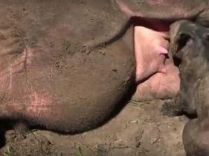 Selamat! Ratu Lahirkan Badak Betina di Taman Nasional Way Kambas