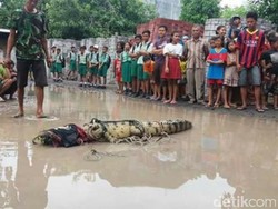 BKSDA Jatim Lepas Buaya Muara yang Muncul ke Pemukiman Warga