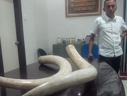 Polisi Bongkar Transaksi Penjualan Gading Gajah Senilai Hampir Rp 1 M